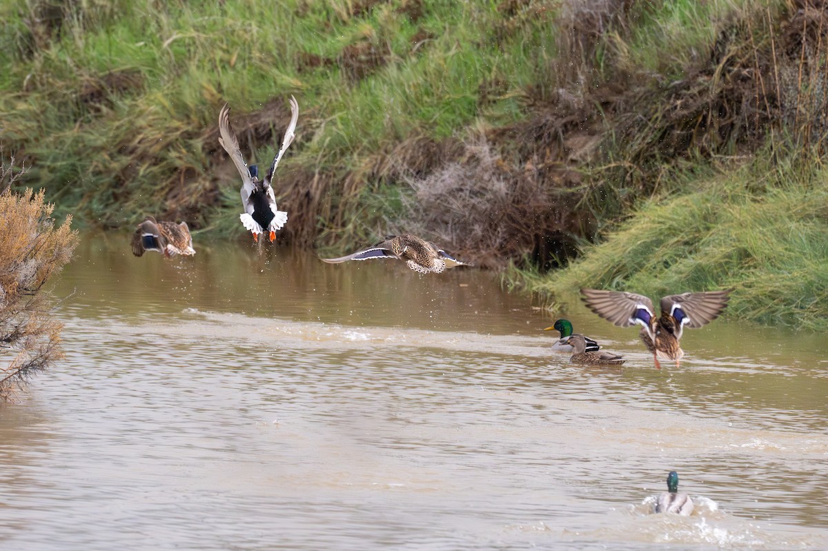 Mallard - ML645651387