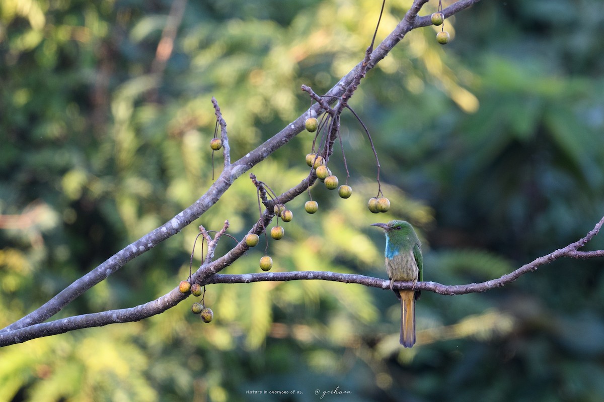 Blaubartspint - ML645651388