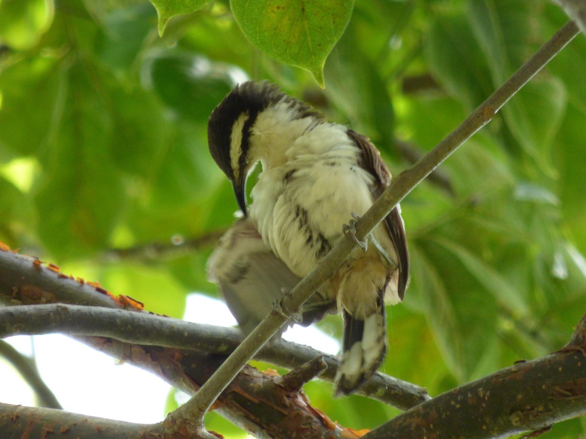 Bicolored Wren - ML645651389