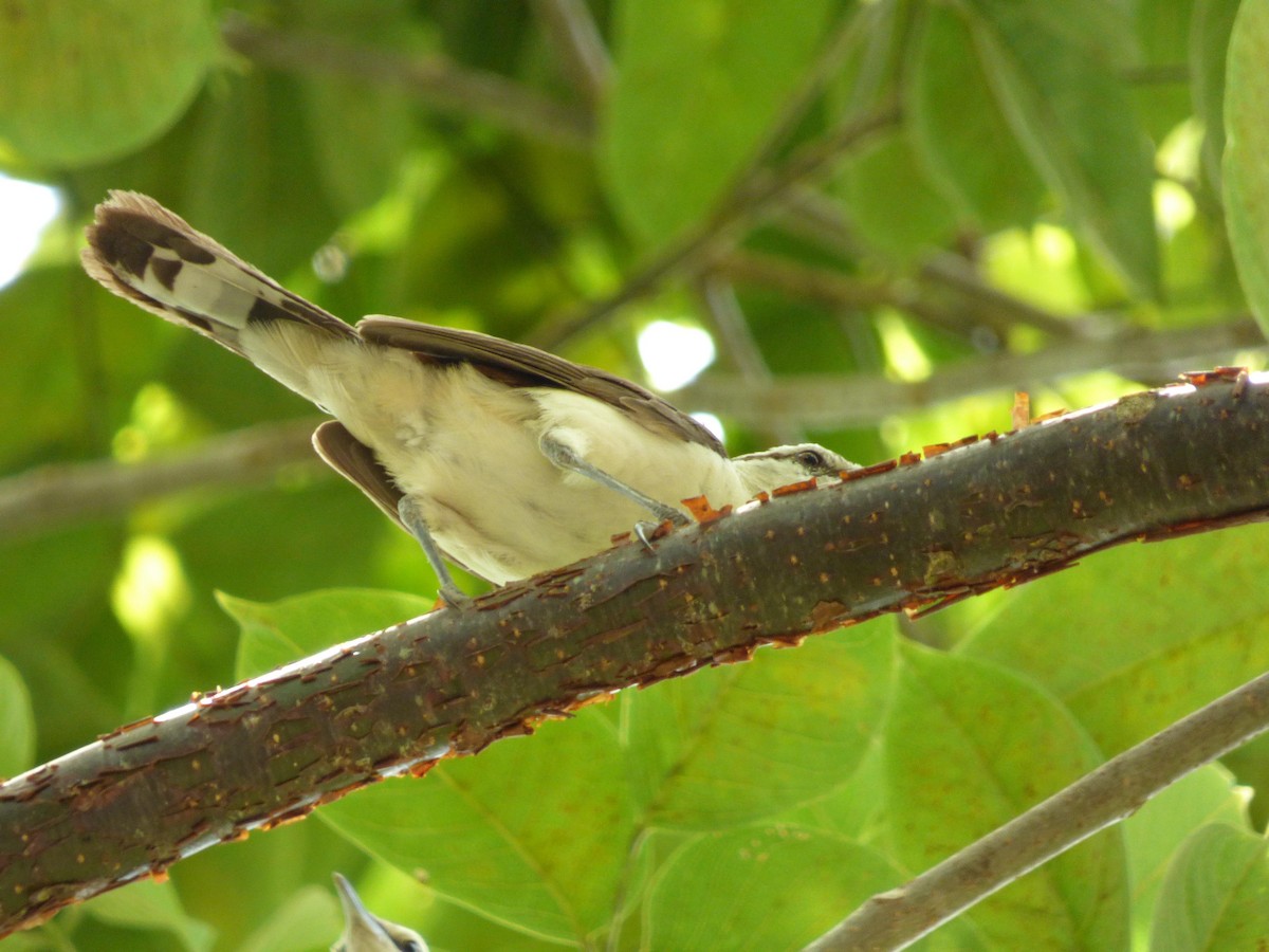 Bicolored Wren - ML645651392