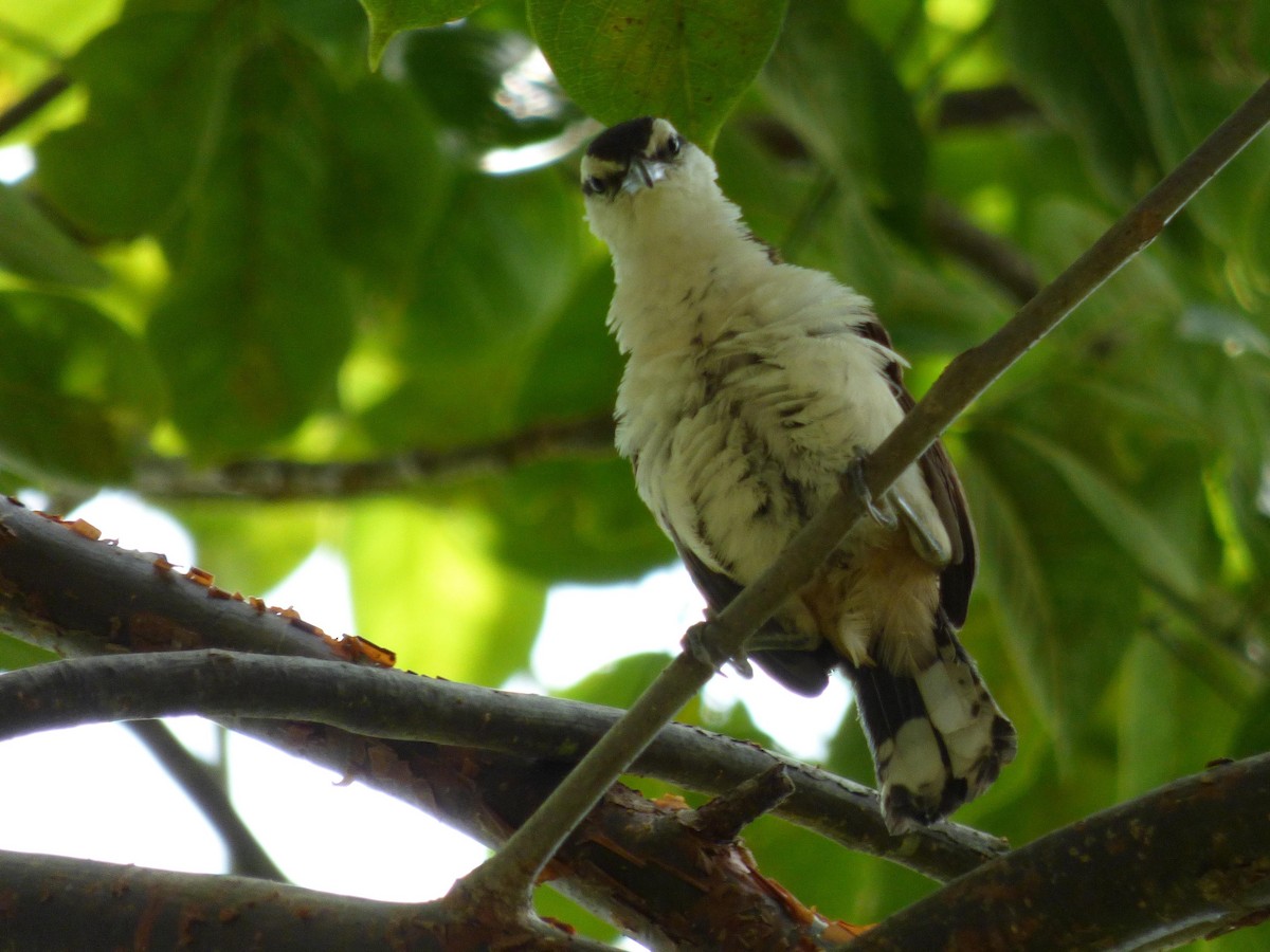 Bicolored Wren - ML645651393