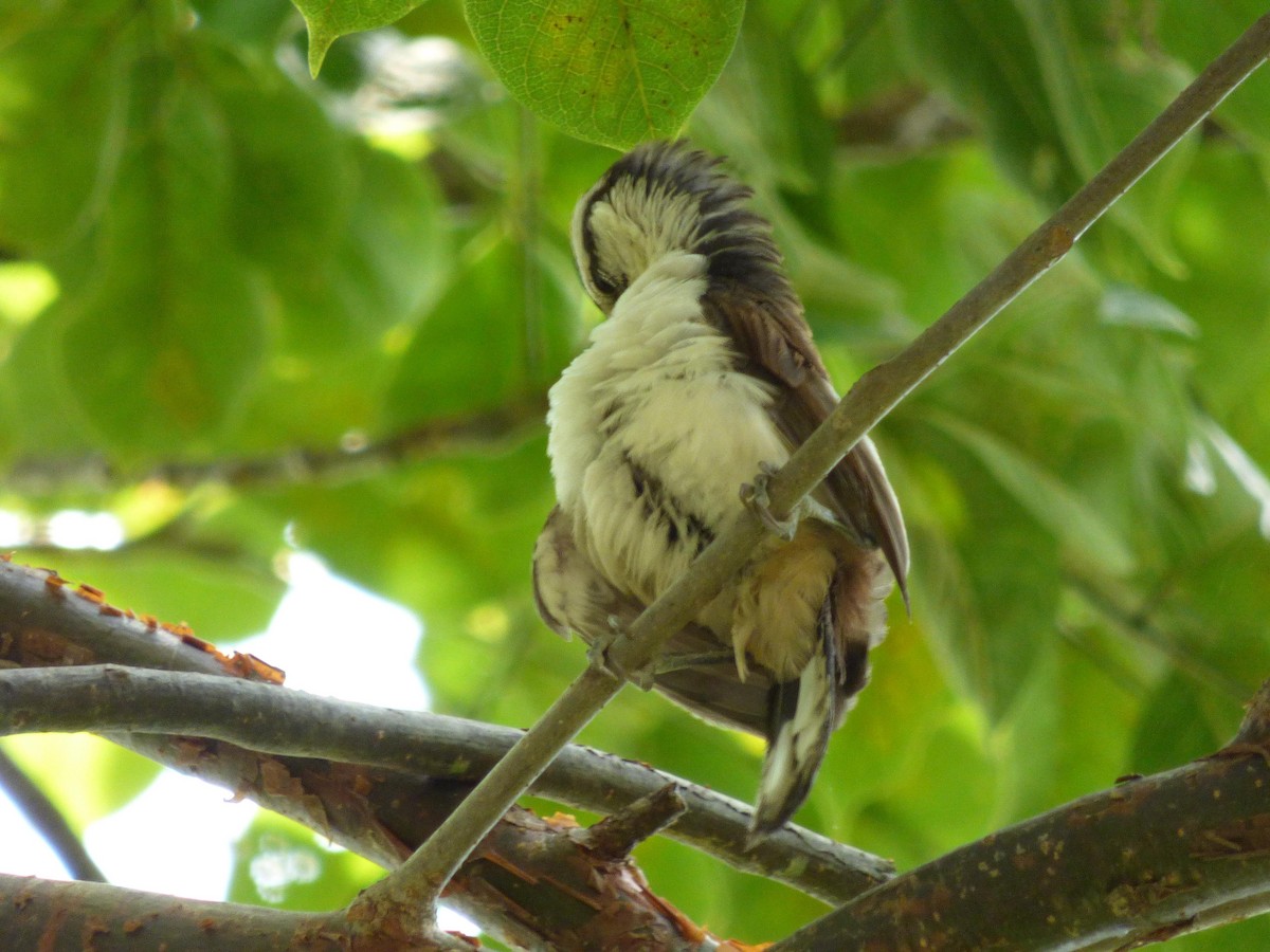 Bicolored Wren - ML645651394