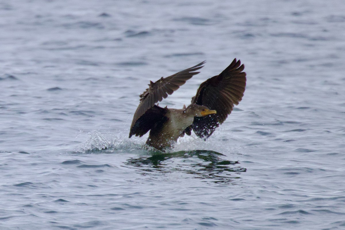 Double-crested Cormorant - ML645651395