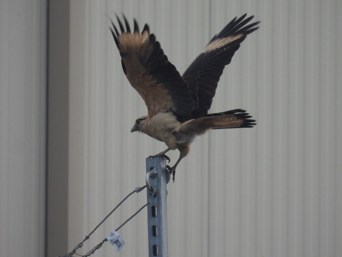 Yellow-headed Caracara - ML645651396