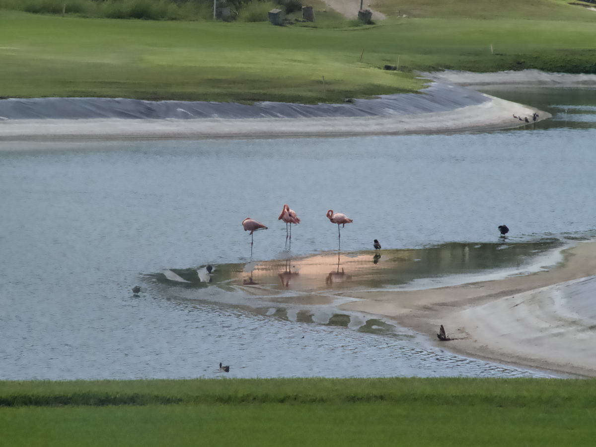 American Flamingo - ML645651397