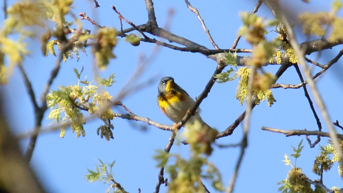 Northern Parula - ML645651400