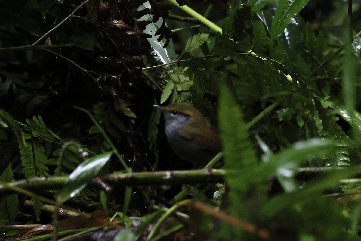 Gray-bellied Tesia - ML645651401