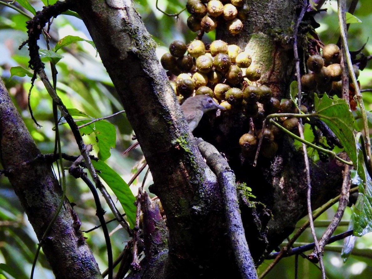 Moustached Babbler - ML645651404