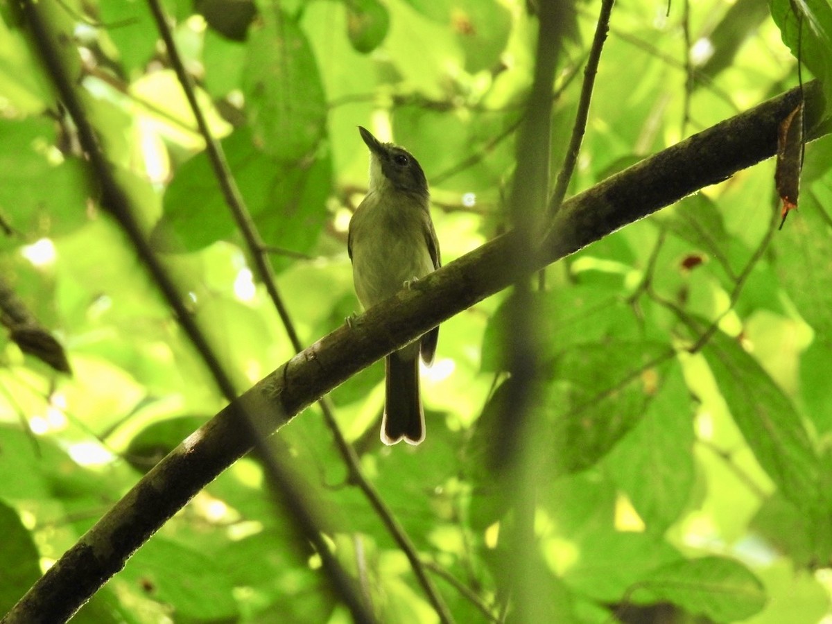Moustached Babbler - ML645651405