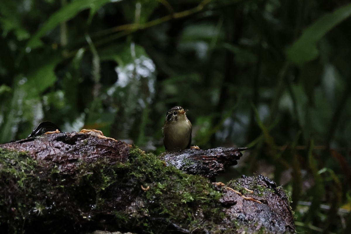 Black-crowned Fulvetta - ML645651408