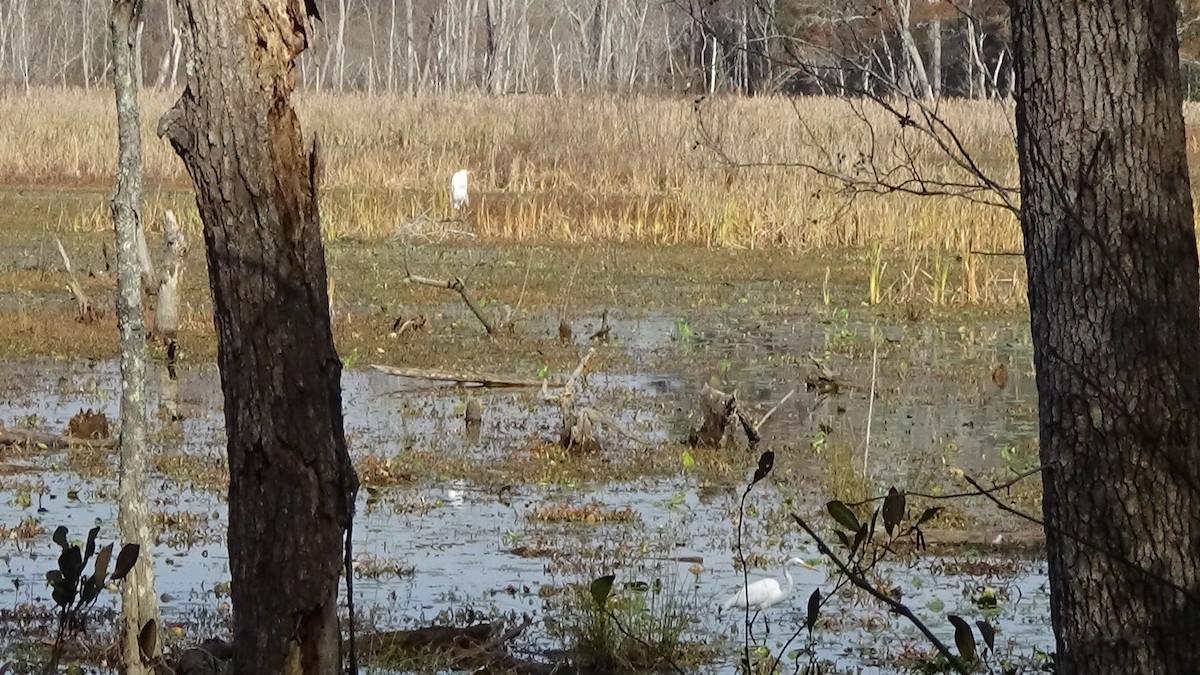 Great Egret - ML645651412