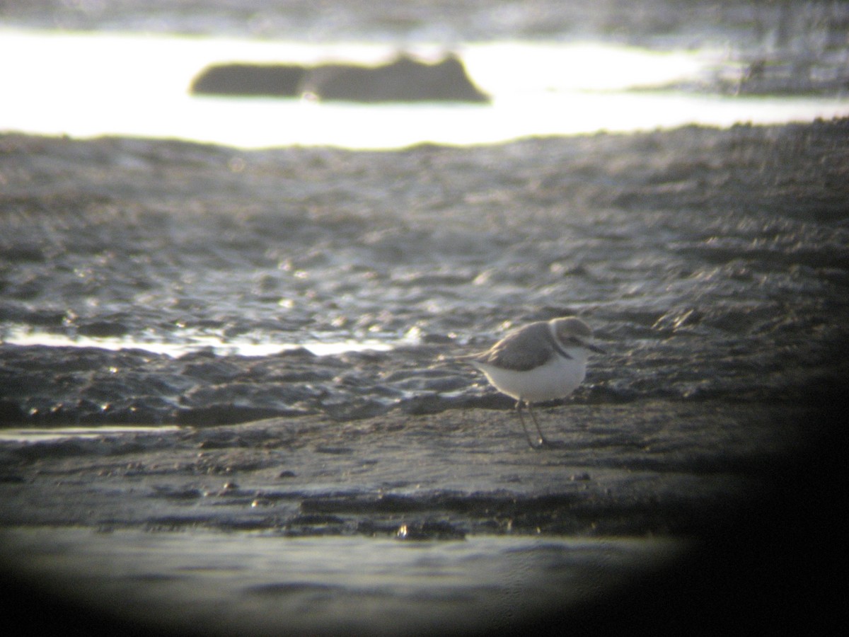 kulík mořský - ML645651414