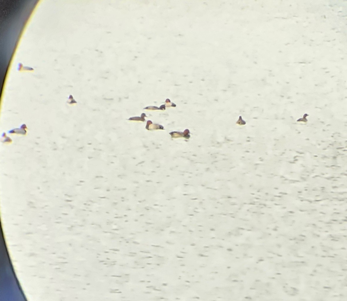 Redhead - ML645651418