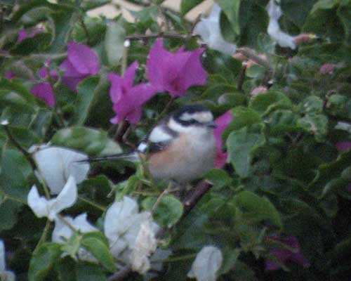 ťuhýk běločelý - ML645651428