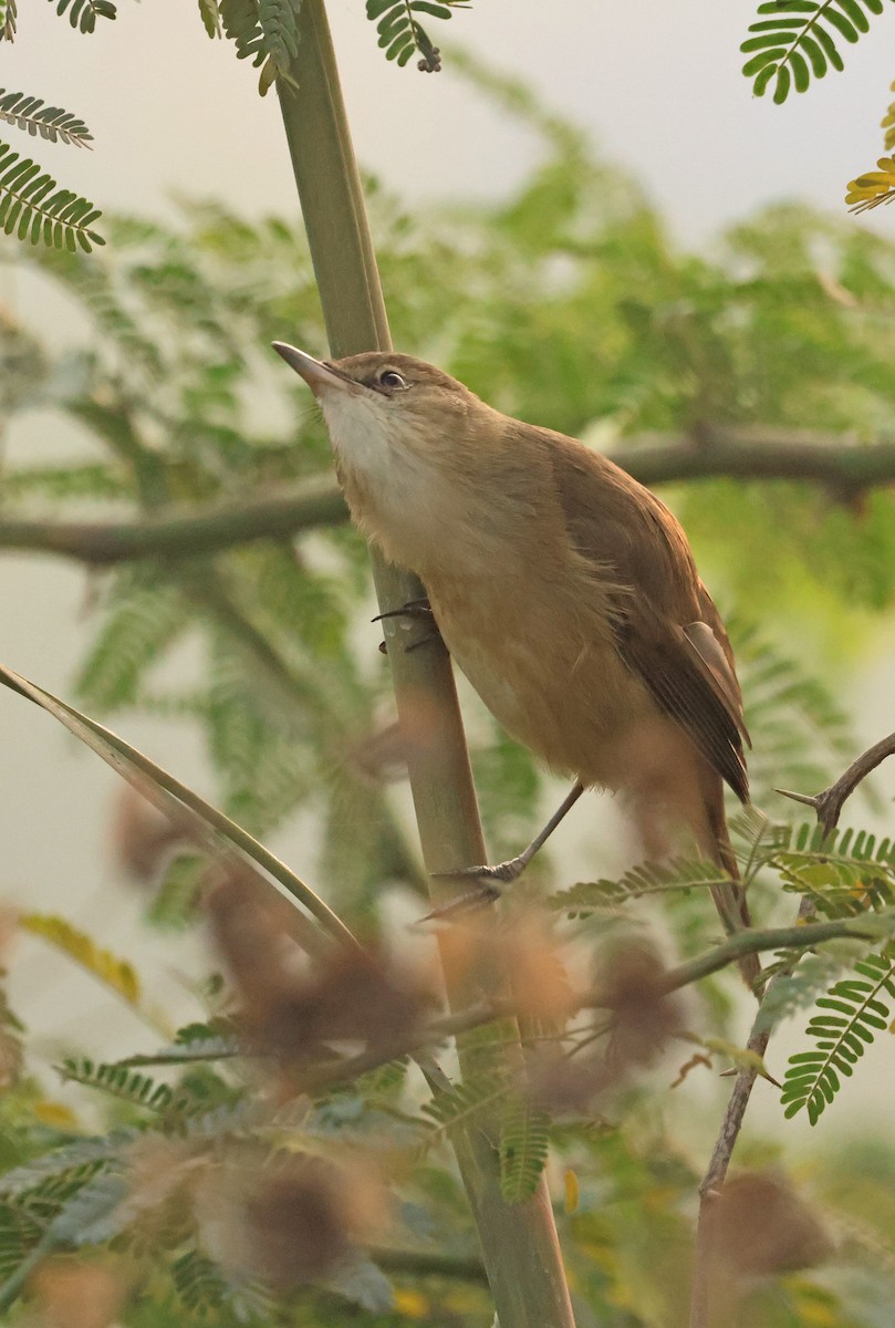 Lezkari zalapartaria - ML645651430