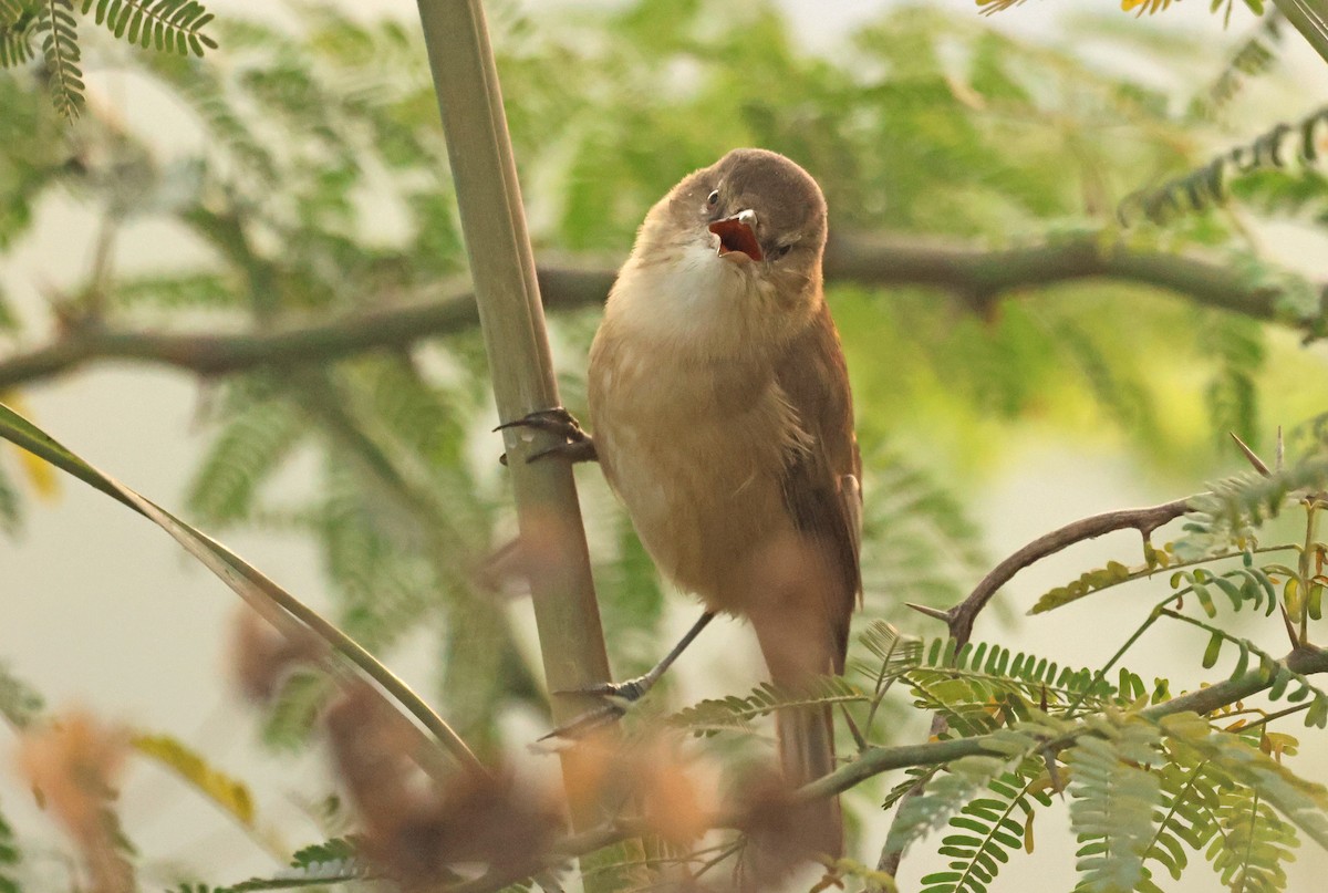 Lezkari zalapartaria - ML645651432