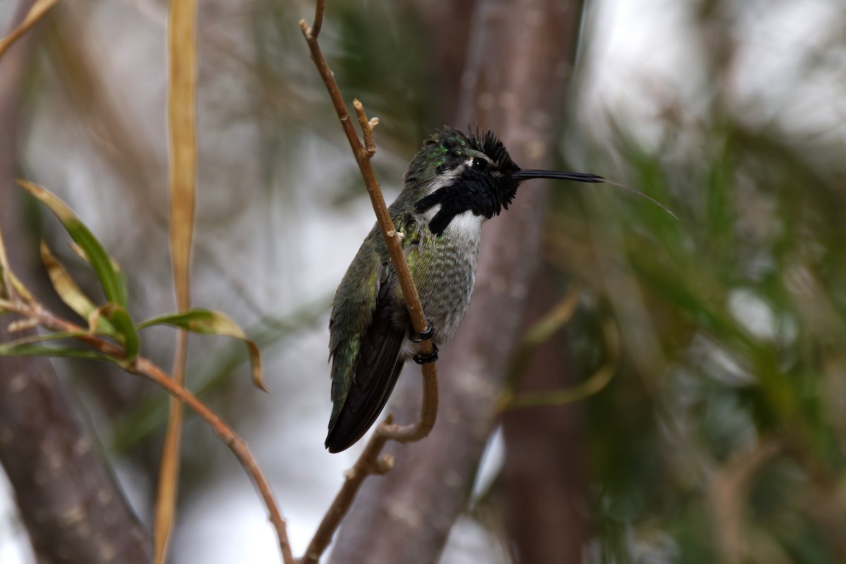 Costa's Hummingbird - ML645651433