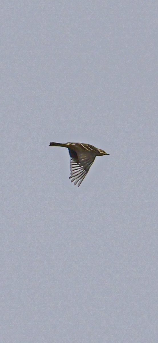 American Pipit - ML645651434
