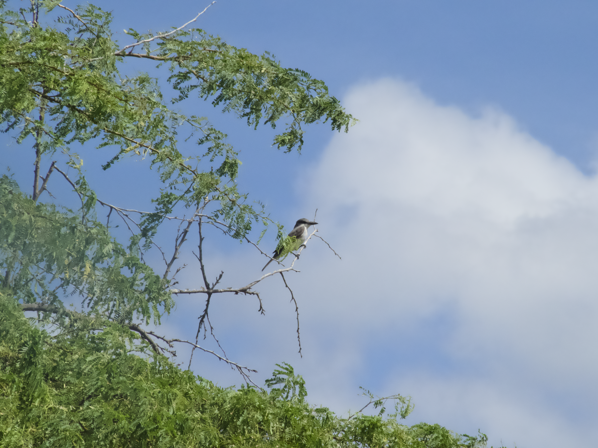 Gray Kingbird - ML645651449