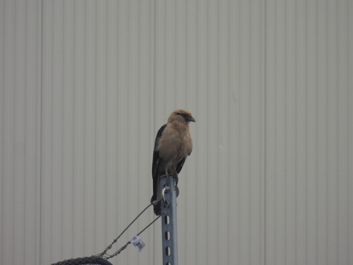 Yellow-headed Caracara - ML645651453