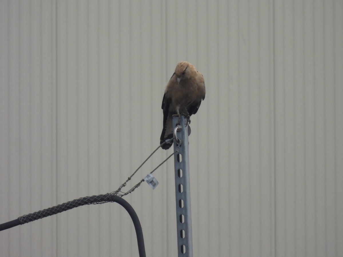 Yellow-headed Caracara - ML645651456