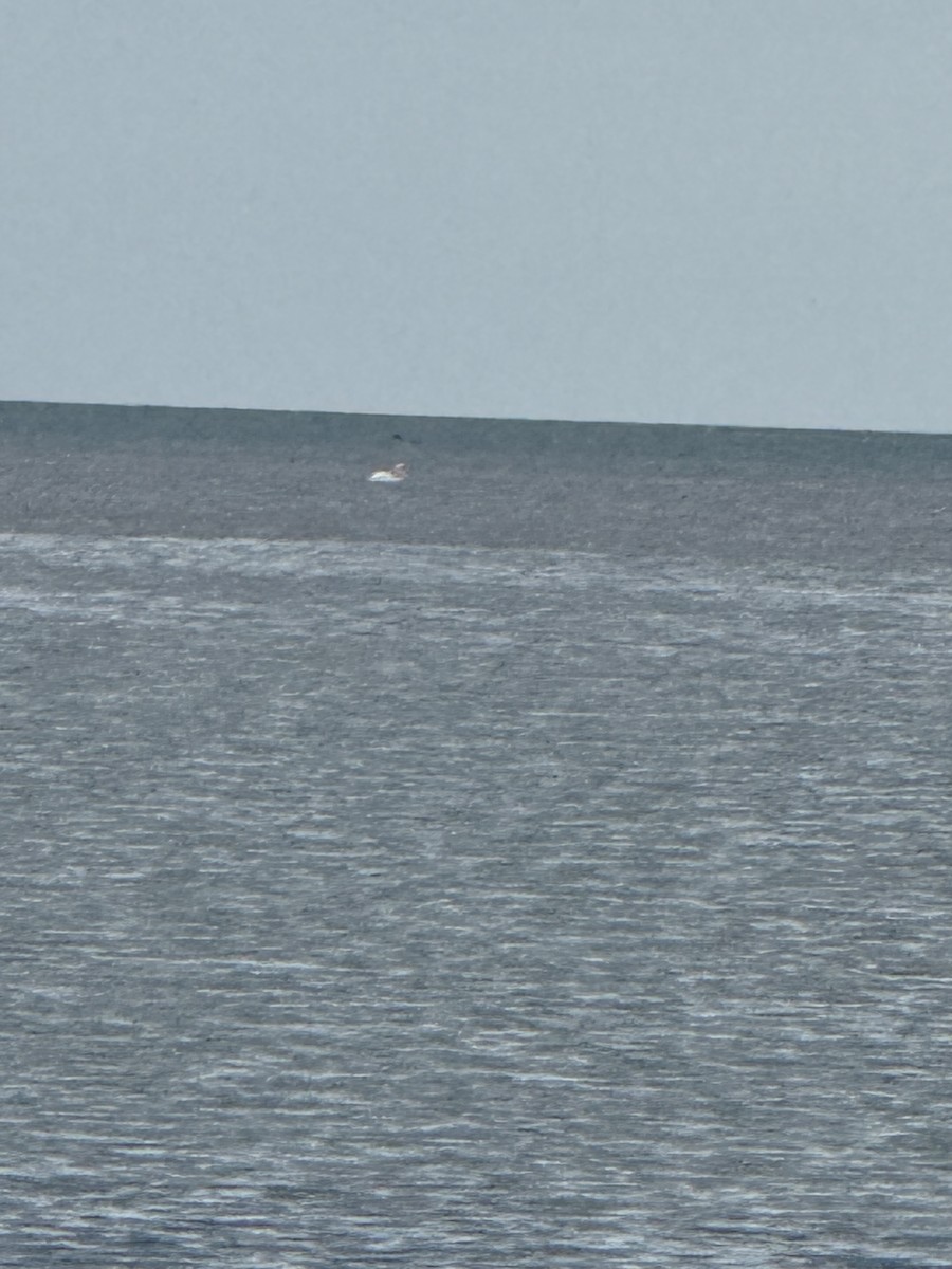 American White Pelican - ML645651458