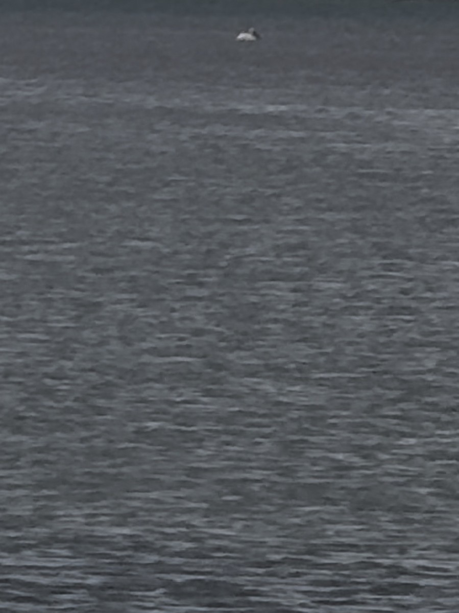 American White Pelican - ML645651459