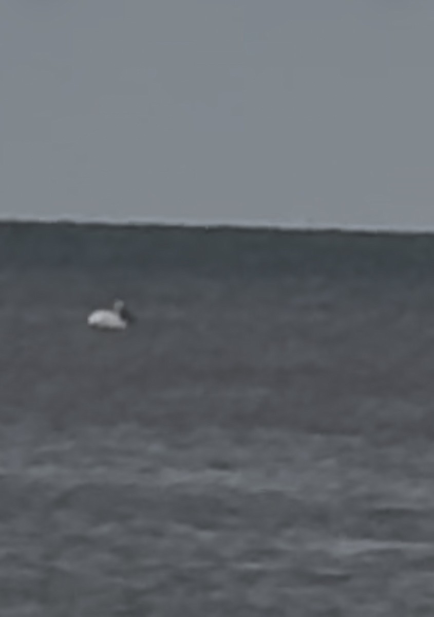 American White Pelican - ML645651460