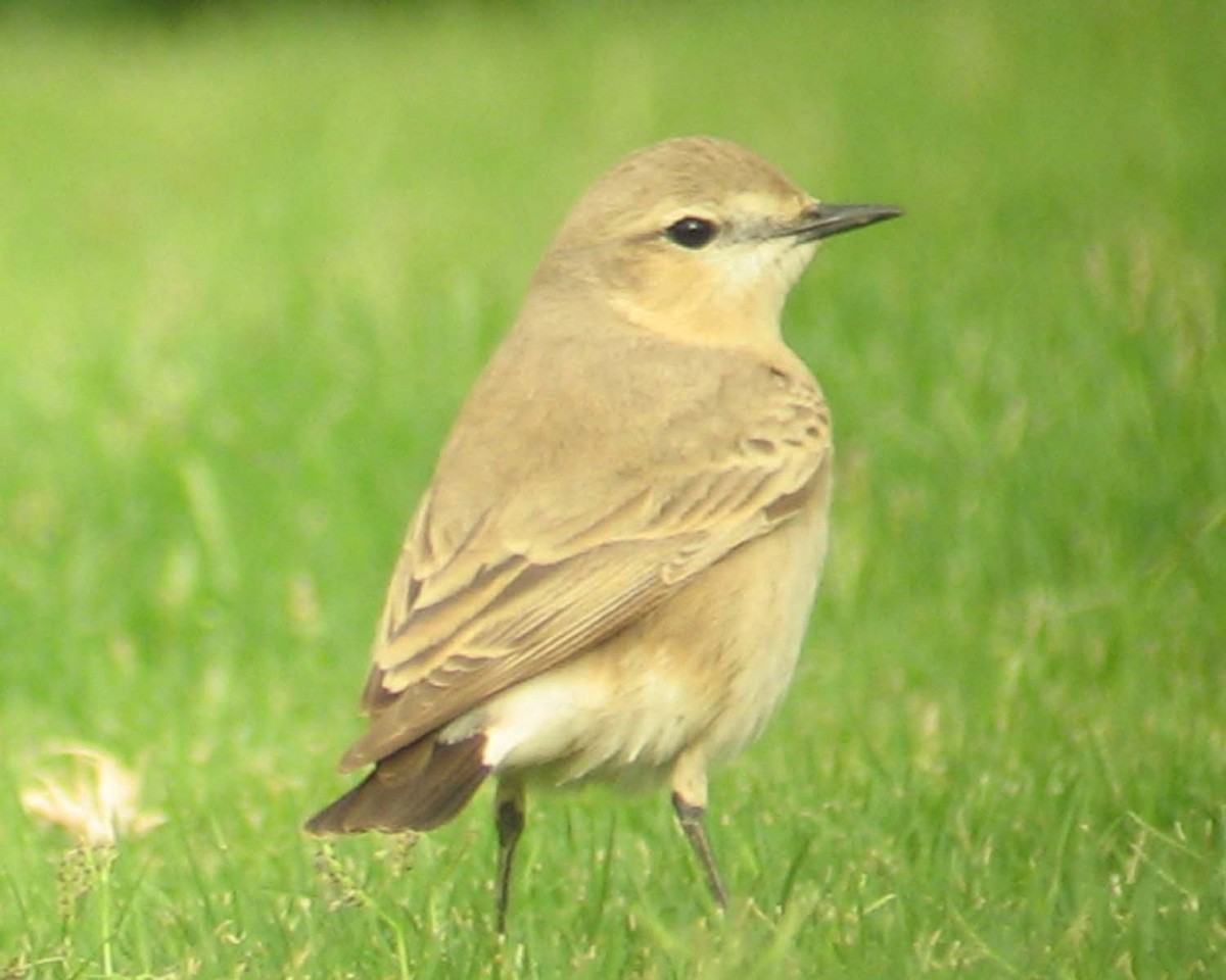 Isabellsteinschmätzer - ML645651473