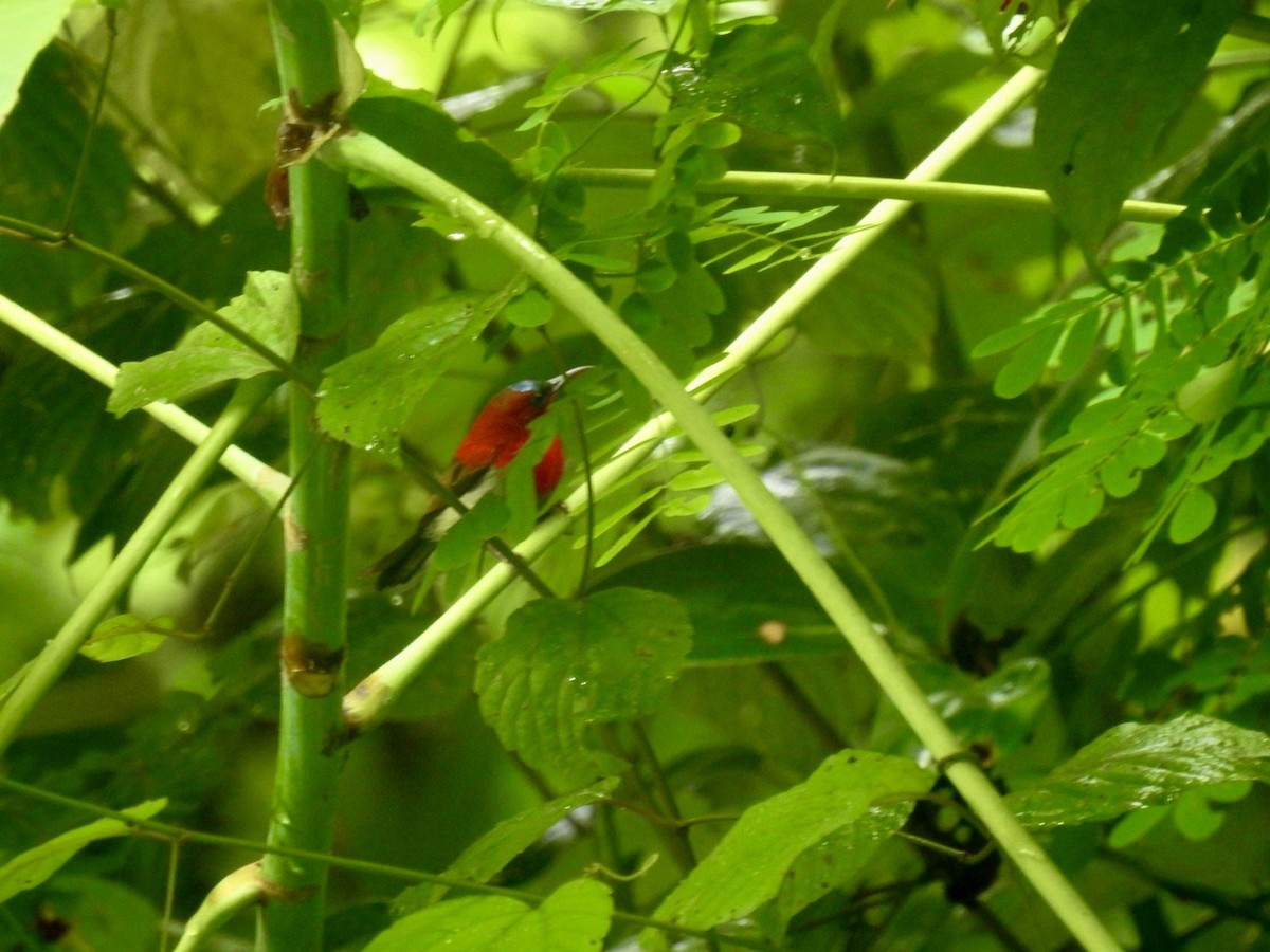 Karmesinnektarvogel - ML645651474