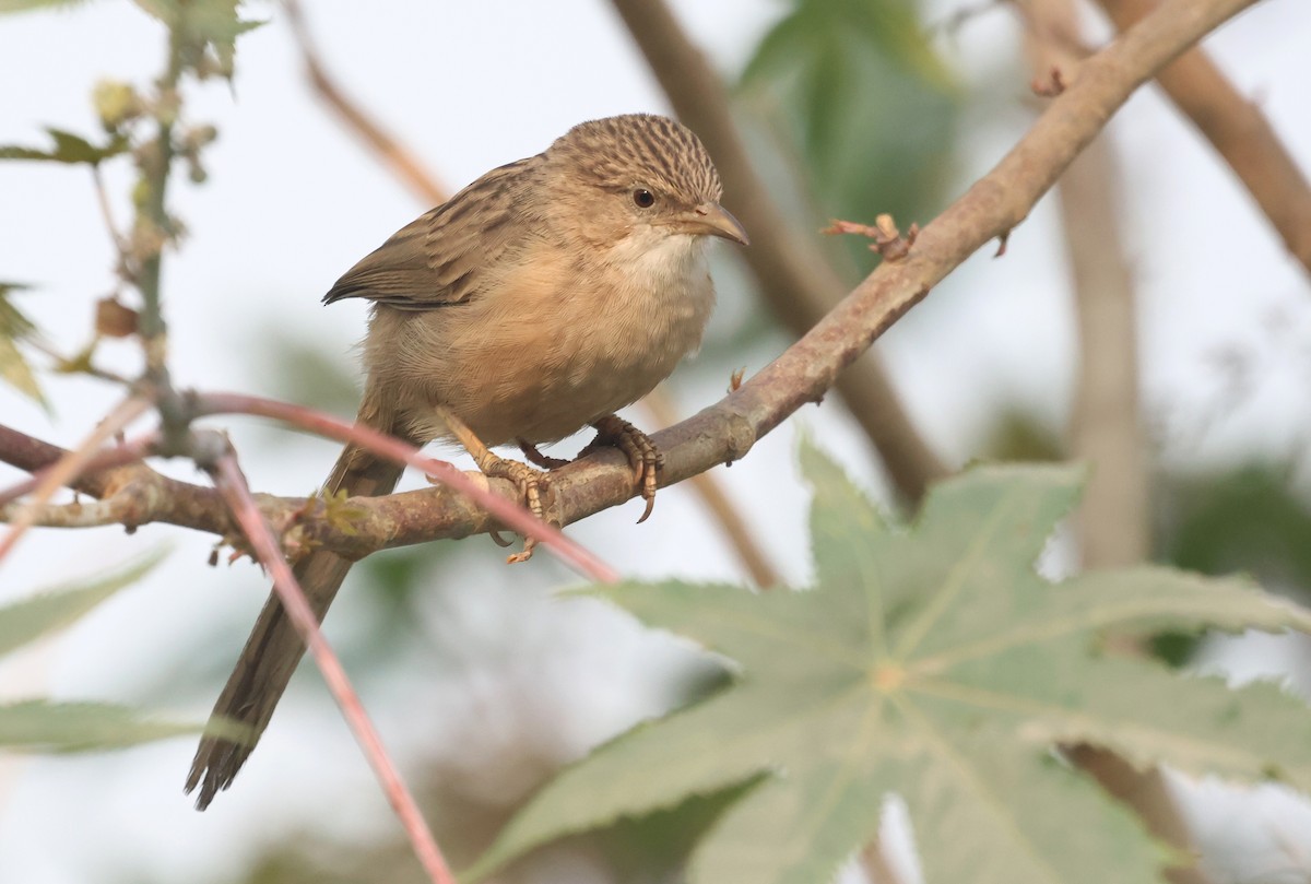 Langschwanz-Drosselhäherling - ML645651479