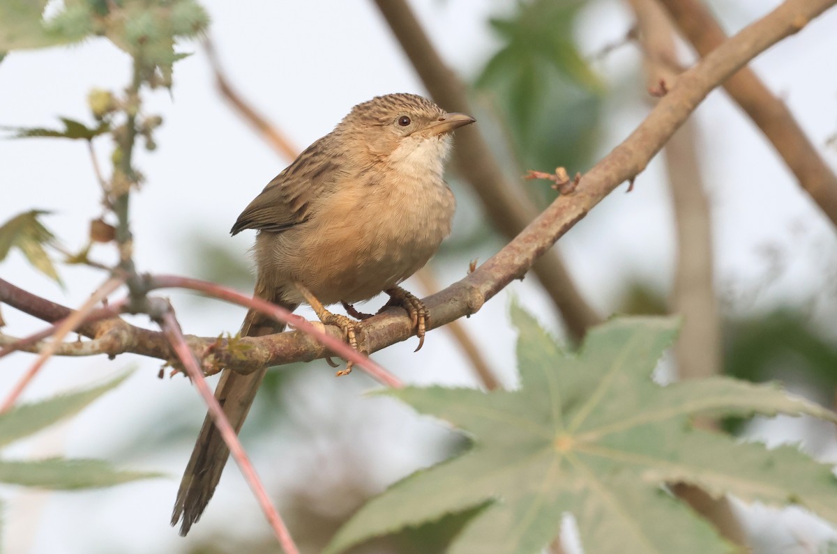 Langschwanz-Drosselhäherling - ML645651480