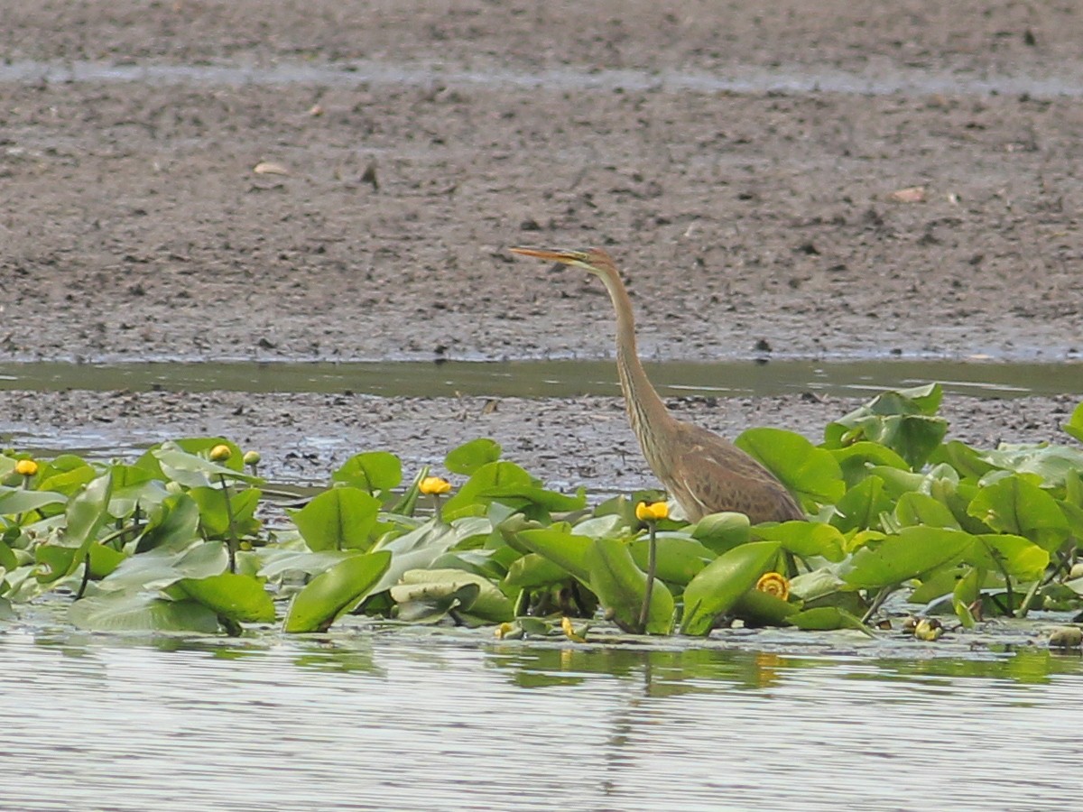 Purpurreiher - ML645651481