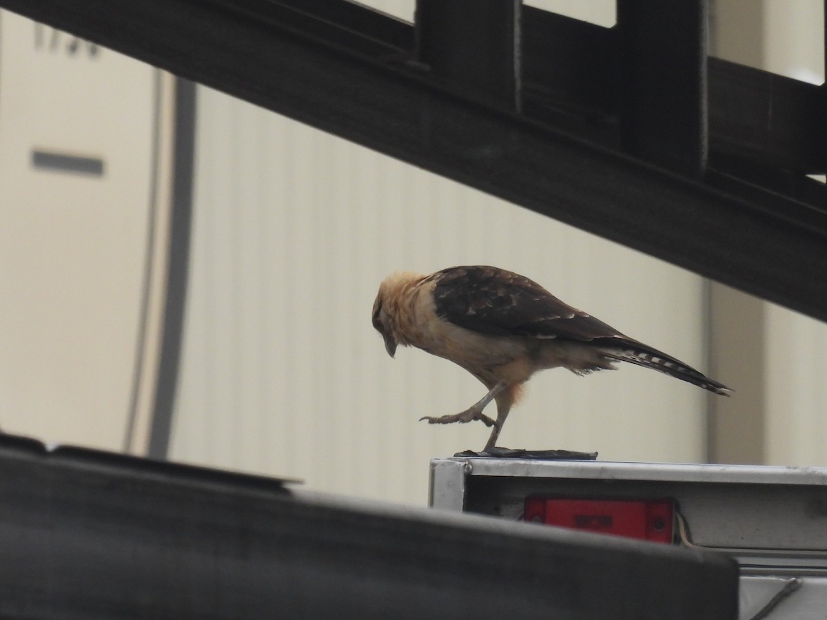 Amerikakrähe - ML645651484