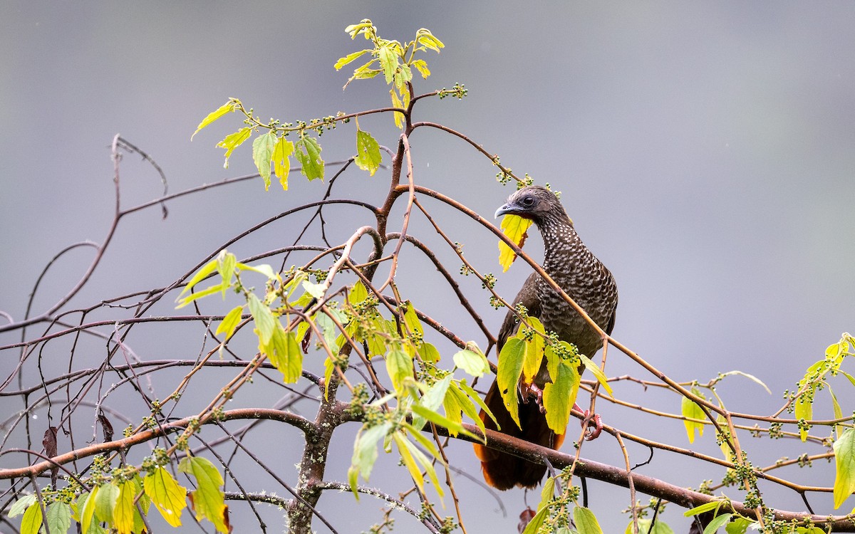 Tüpfelguan (guttata/subaffinis) - ML645651486