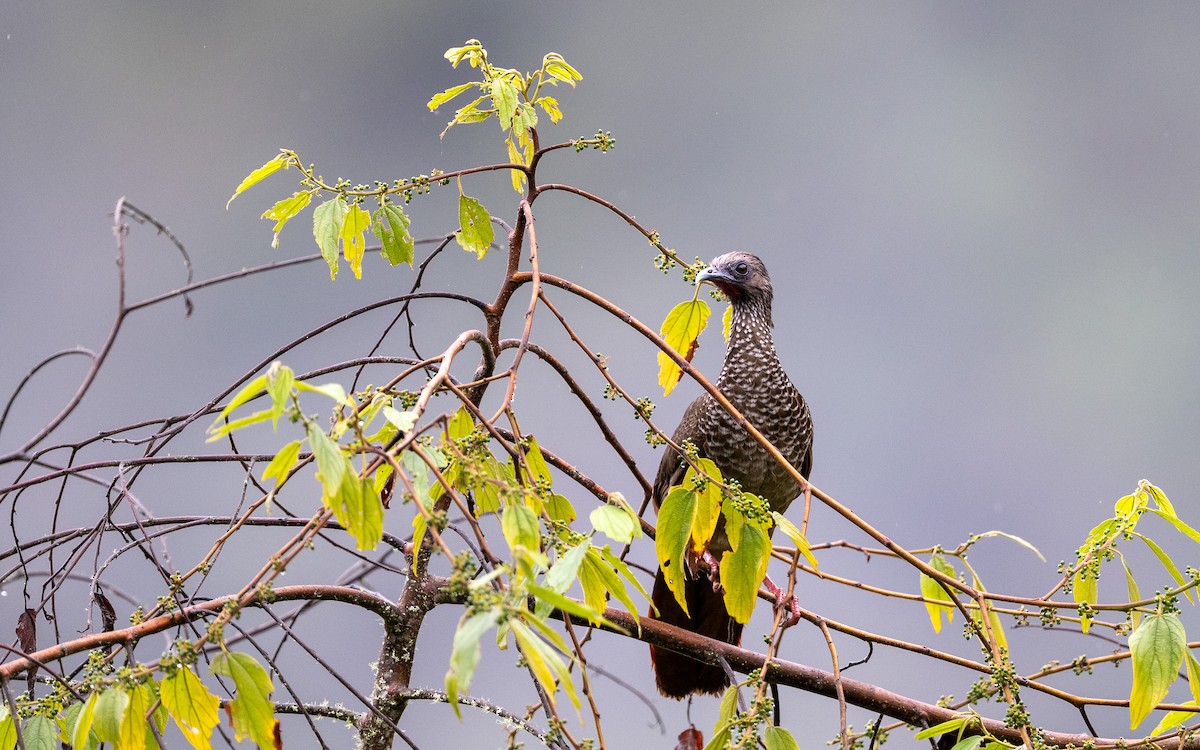 Tüpfelguan (guttata/subaffinis) - ML645651487