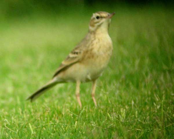 Brachpieper - ML645651488