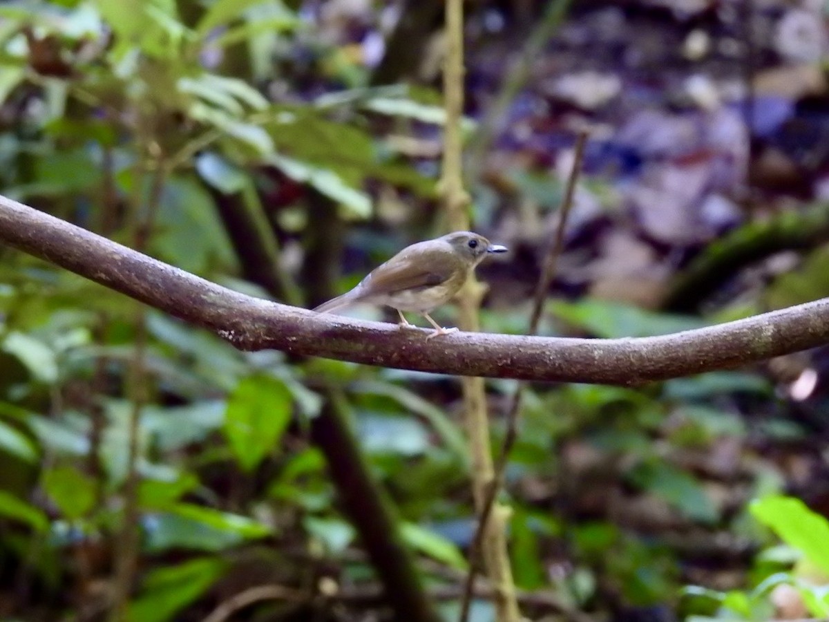 Olivrücken-Dschungelschnäpper - ML645651489