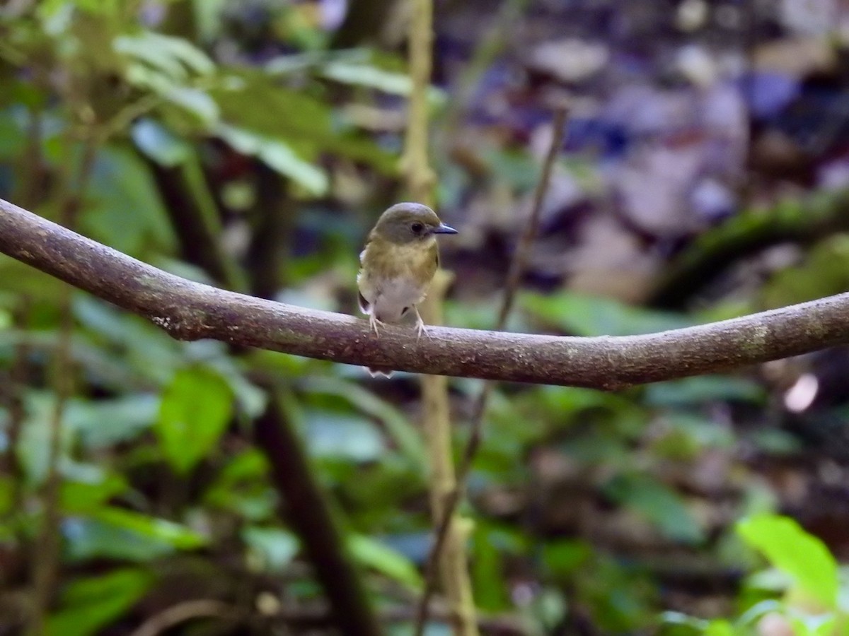 Olivrücken-Dschungelschnäpper - ML645651491