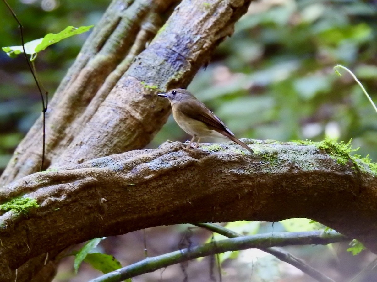 Olivrücken-Dschungelschnäpper - ML645651492