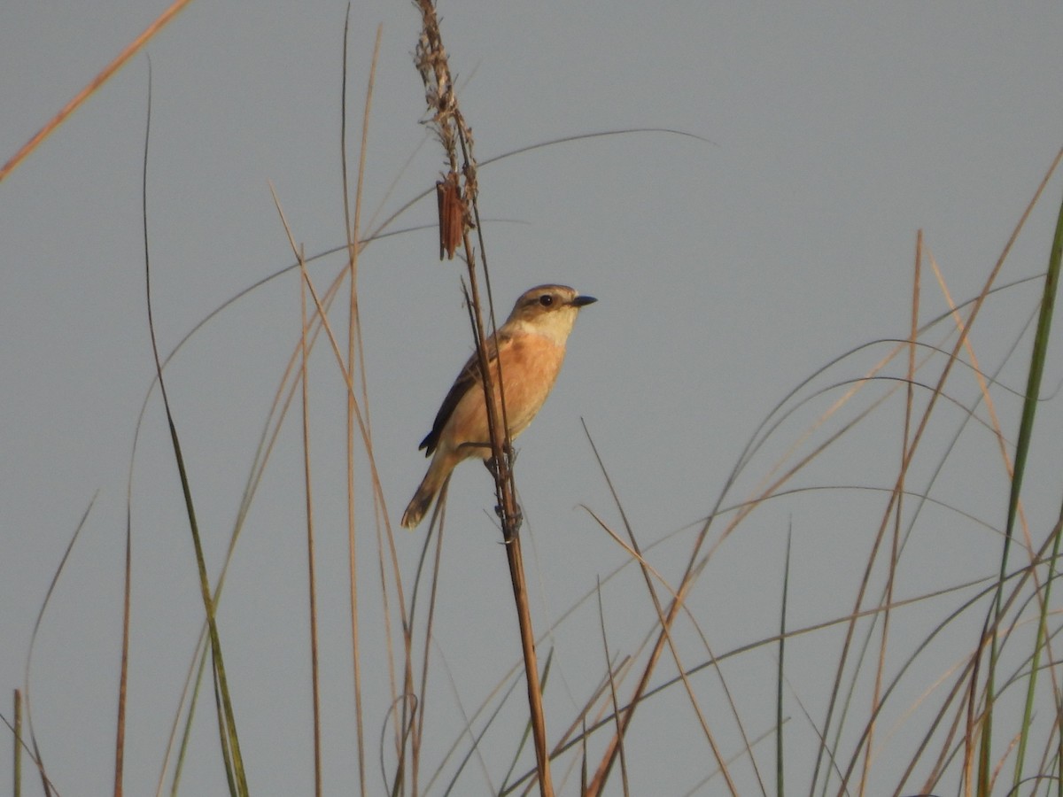 Pallasschwarzkehlchen - ML645651494