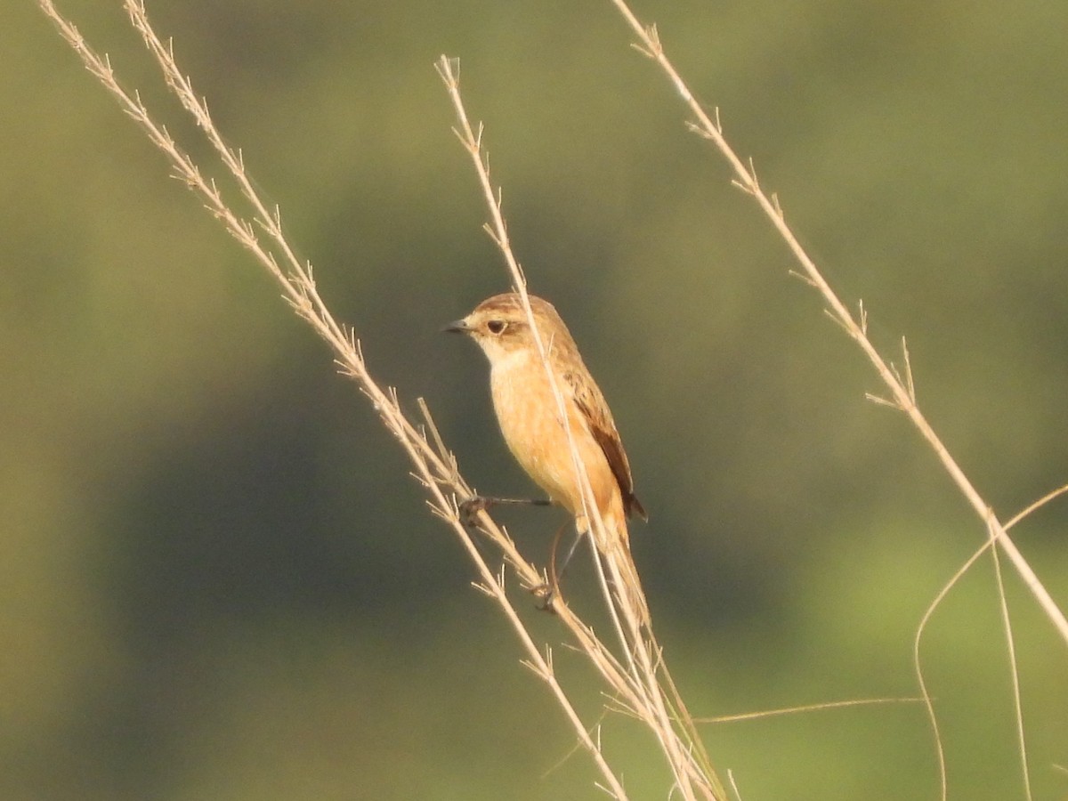 Pallasschwarzkehlchen - ML645651495