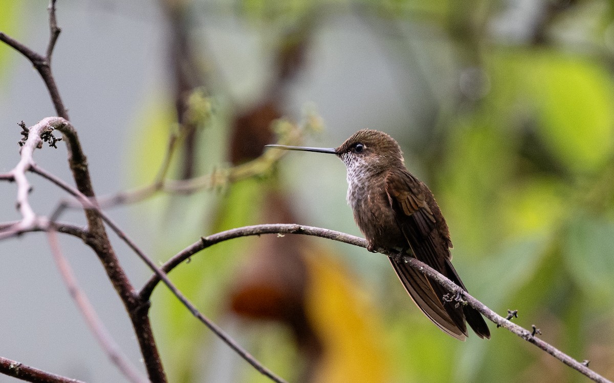 Bronzekolibri - ML645651496