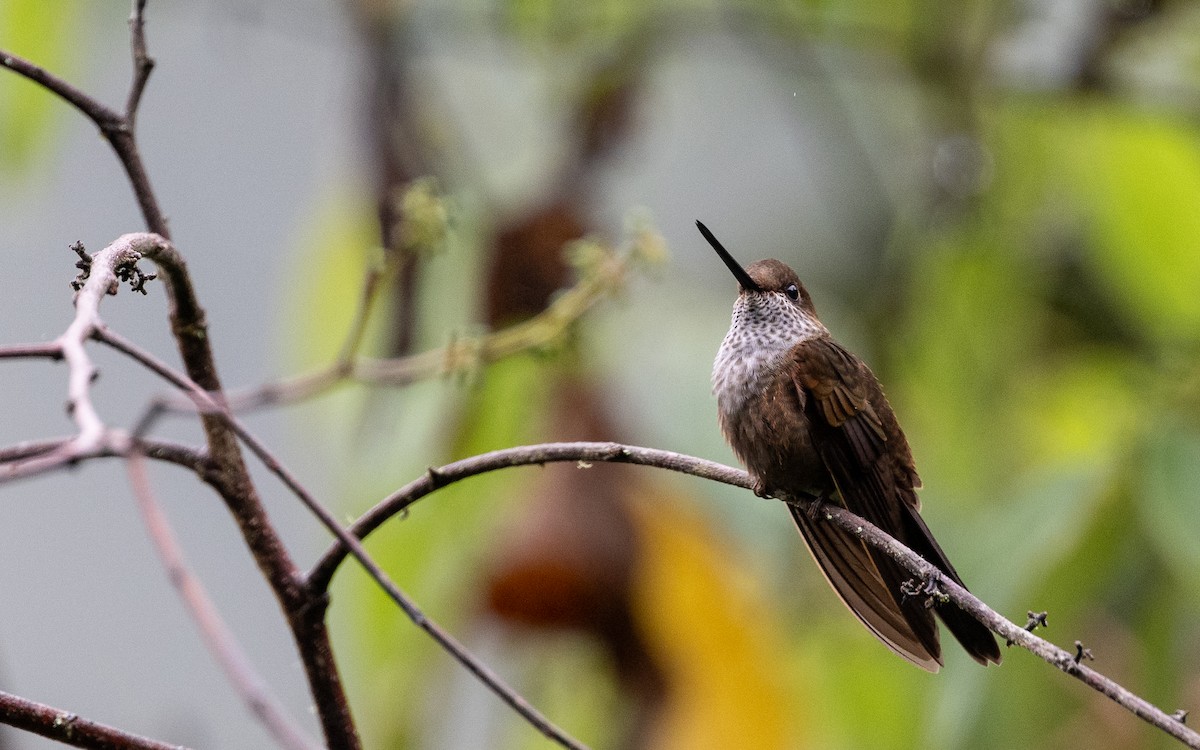 Bronzekolibri - ML645651498