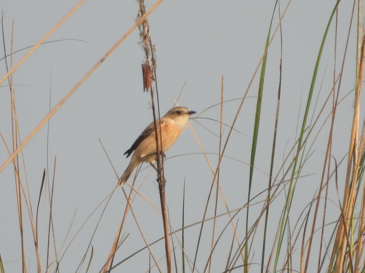 Pallasschwarzkehlchen - ML645651499