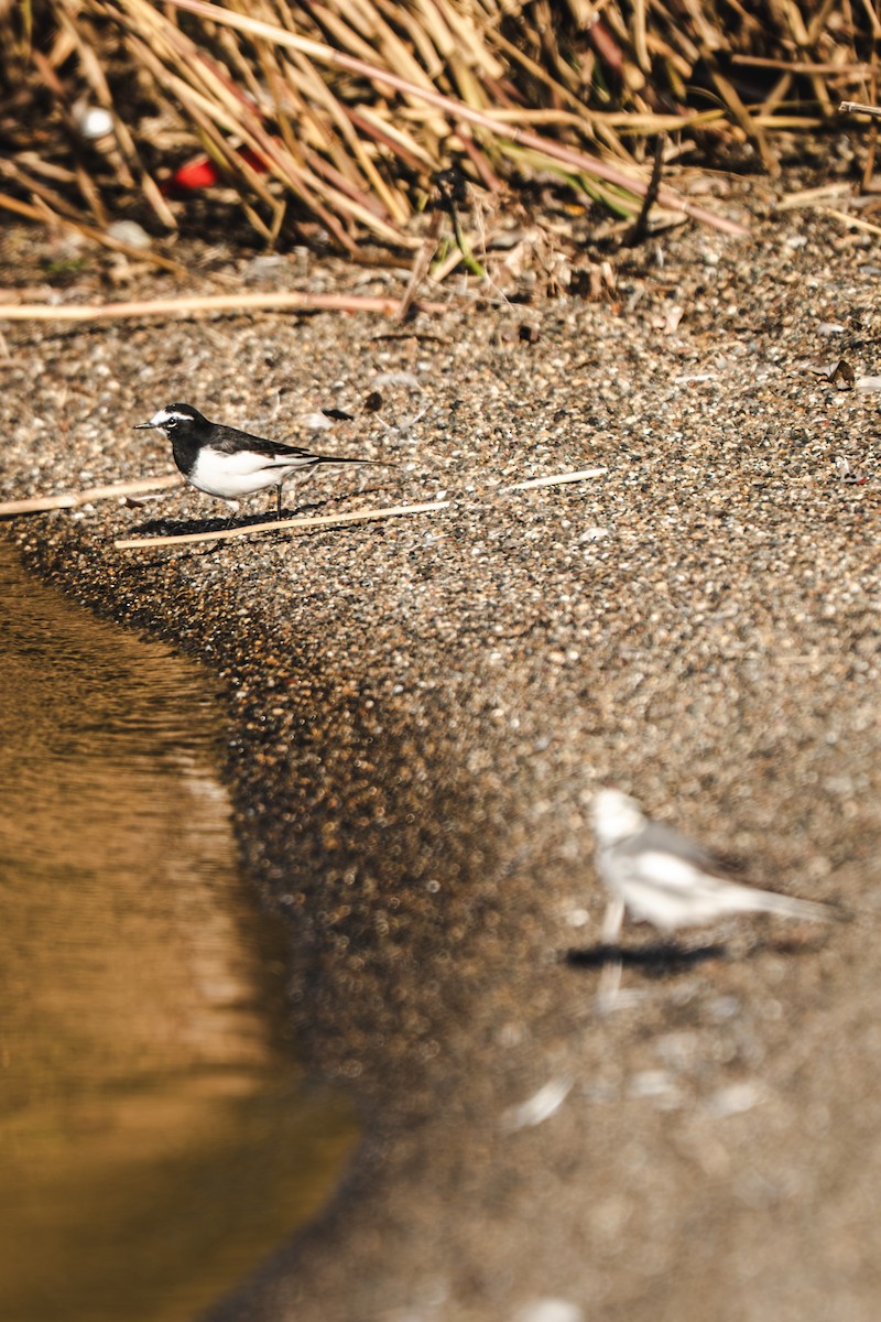 Japanstelze - ML645651500