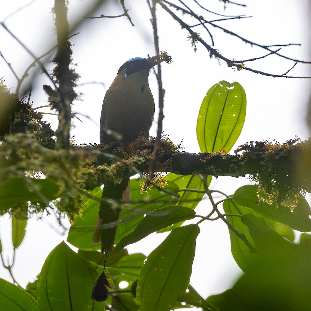 Hochlandmotmot - ML645651502