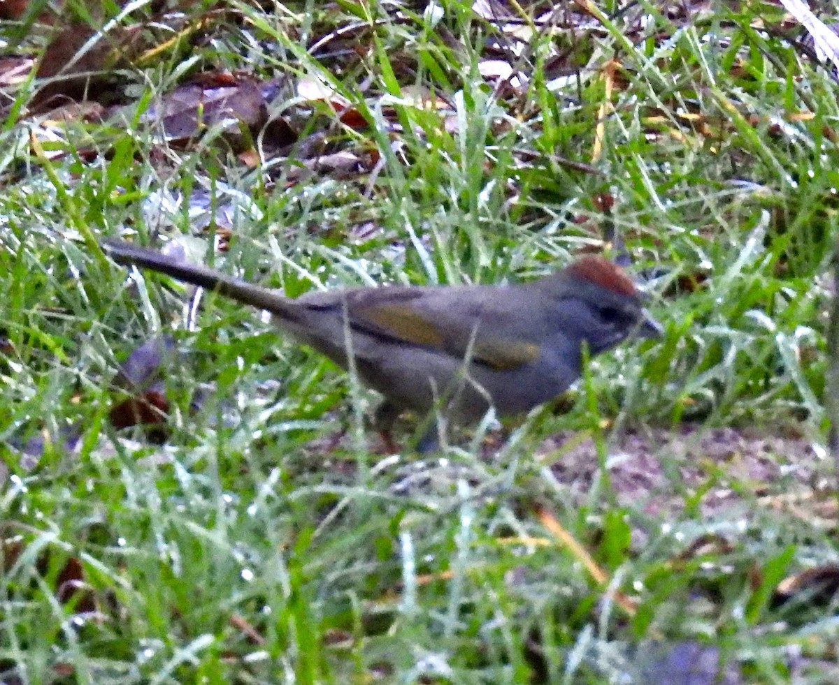 Green-tailed Towhee - ML645651504