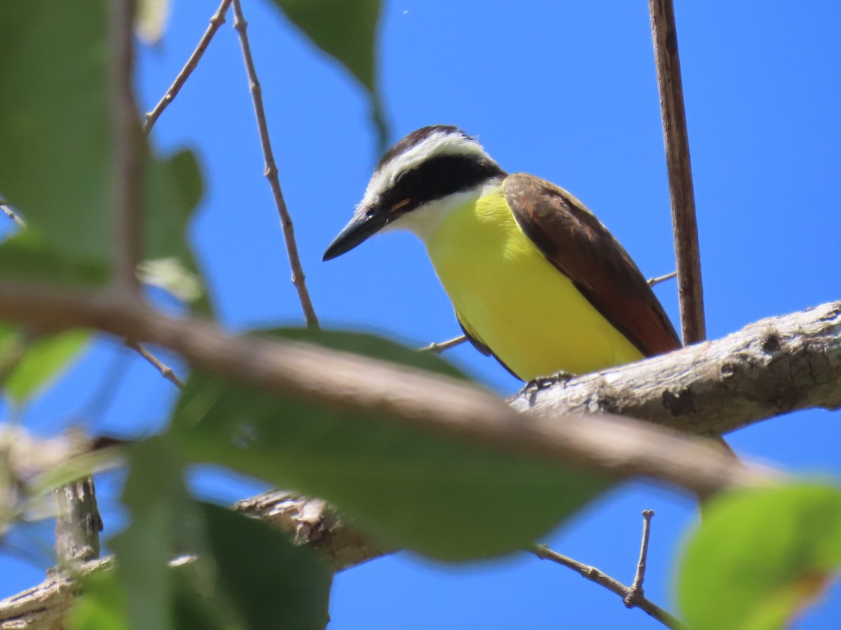 Schwefelmaskentyrann - ML645651507