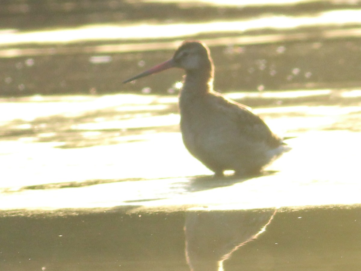 Black-tailed Godwit - ML645651508